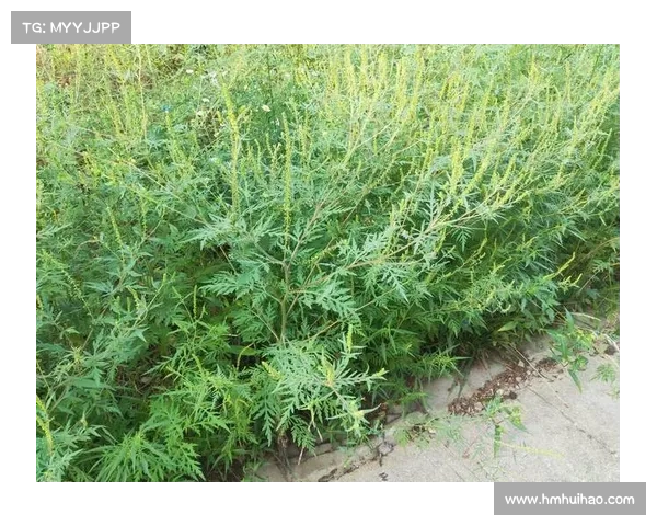 “植物杀手”豚草现身沈阳,发现立即铲除,它危害有多大? “植物杀手”豚草现身沈阳,发现立即铲除,它危害有多大?